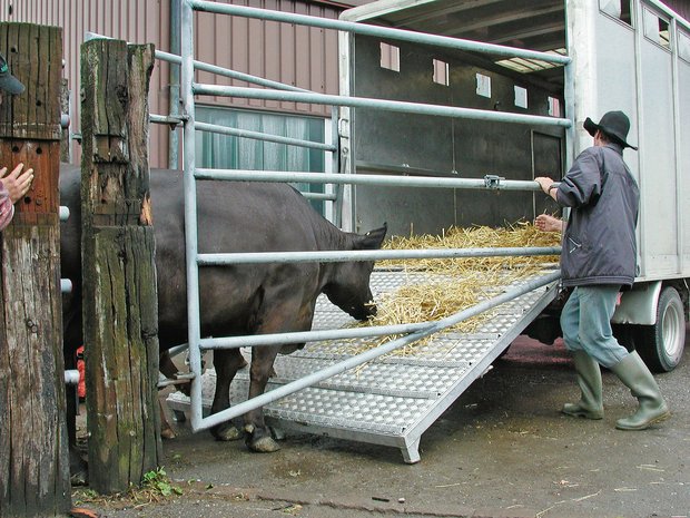 Neues Gesetz: Ein Jahr vor dem Tier-Export braucht es ein Gesundheitsprogramm Für Tiere, die in den Export gehen, gilt neu die Durchführung eines Gesundheitsprogramms – ein Jahr vor dem Exportdatum. Damit soll unter anderem Zoonosen vorgebeugt werden. (Bild BauZ)