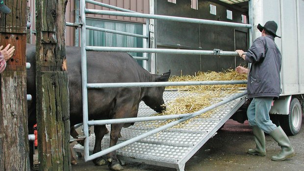 Neues Gesetz: Ein Jahr vor dem Tier-Export braucht es ein Gesundheitsprogramm Für Tiere, die in den Export gehen, gilt neu die Durchführung eines Gesundheitsprogramms – ein Jahr vor dem Exportdatum. Damit soll unter anderem Zoonosen vorgebeugt werden. (Bild BauZ)