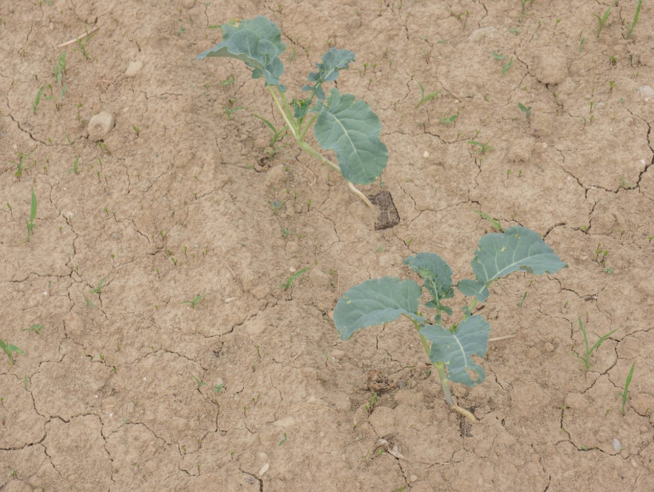 Auf intensiv genutzten Böden ist der Humusabbau ein Problem, humusarme Böden trocknen schneller aus. 