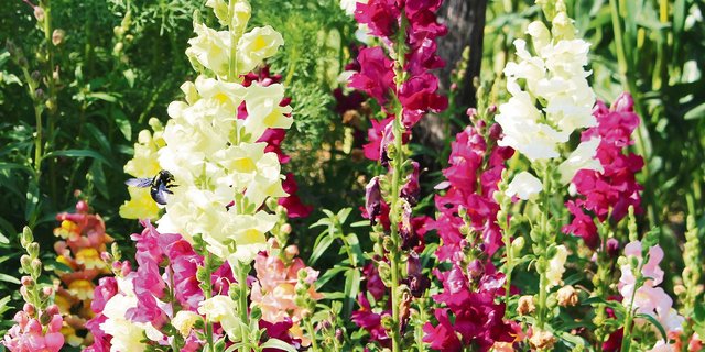 Die farbenfrohen und anspruchslosen Löwenmäulchen schmücken den Garten, gleichzeitig bieten sie Wildbienen Nahrung. (Bild Silvia Meister)