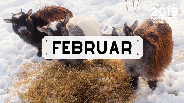 Bild Jahresrückblick: Monat Februar 2019 (Bild: BauZ)