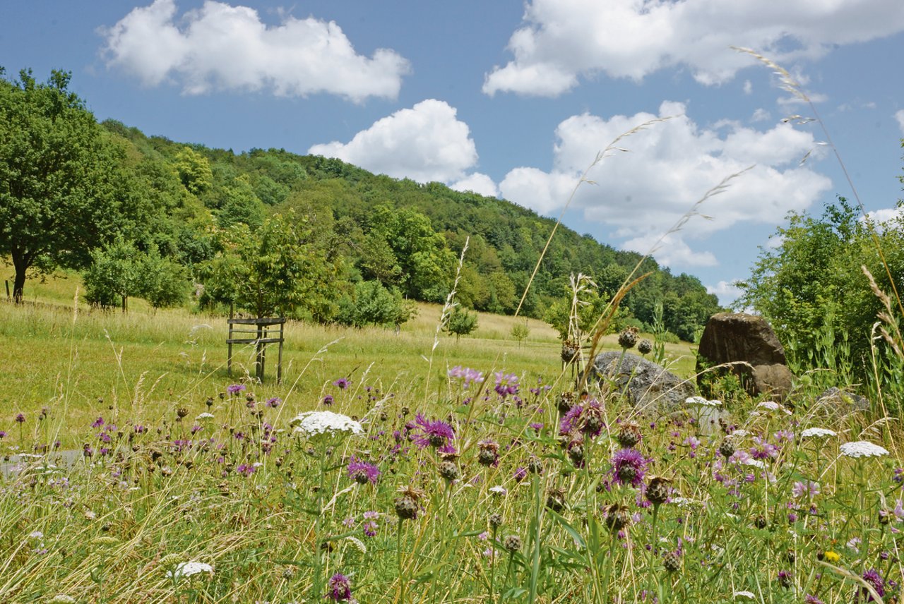 Magerwiesen und Strukturen wie Steinhaufen, Büsche und Bäume bieten wertvollen Lebensraum für Pflanzen und Tiere. (Bild Ruth Aerni)