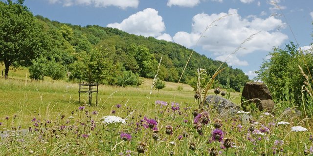 Magerwiesen und Strukturen wie Steinhaufen, Büsche und Bäume bieten wertvollen Lebensraum für Pflanzen und Tiere. (Bild Ruth Aerni)