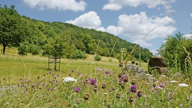 Magerwiesen und Strukturen wie Steinhaufen, Büsche und Bäume bieten wertvollen Lebensraum für Pflanzen und Tiere. (Bild Ruth Aerni)