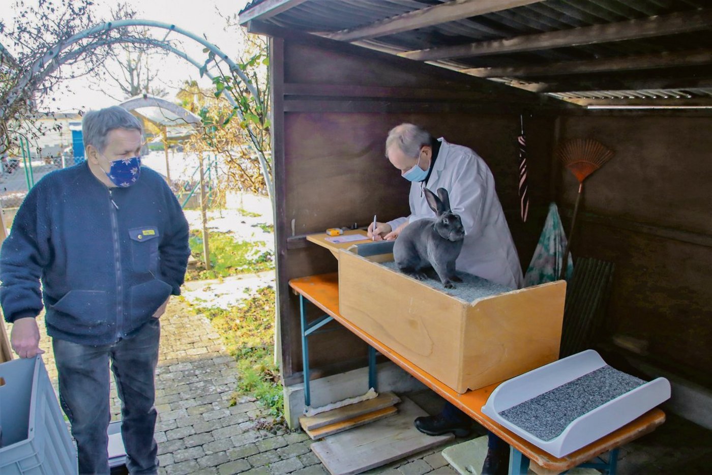 Vereinspräsident Werner Hangartner ist als Zuträger im Einsatz, während Richter Klaus Blättler am Bewertungstisch das Bewertungs-blatt für eine Blaue Rex-Zibbe ausfüllt.(Bild Roland Müller)