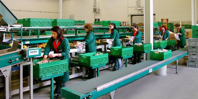 Mitarbeiterinnen sortieren Früchte am Standort Dietikon. (Bild zVg)