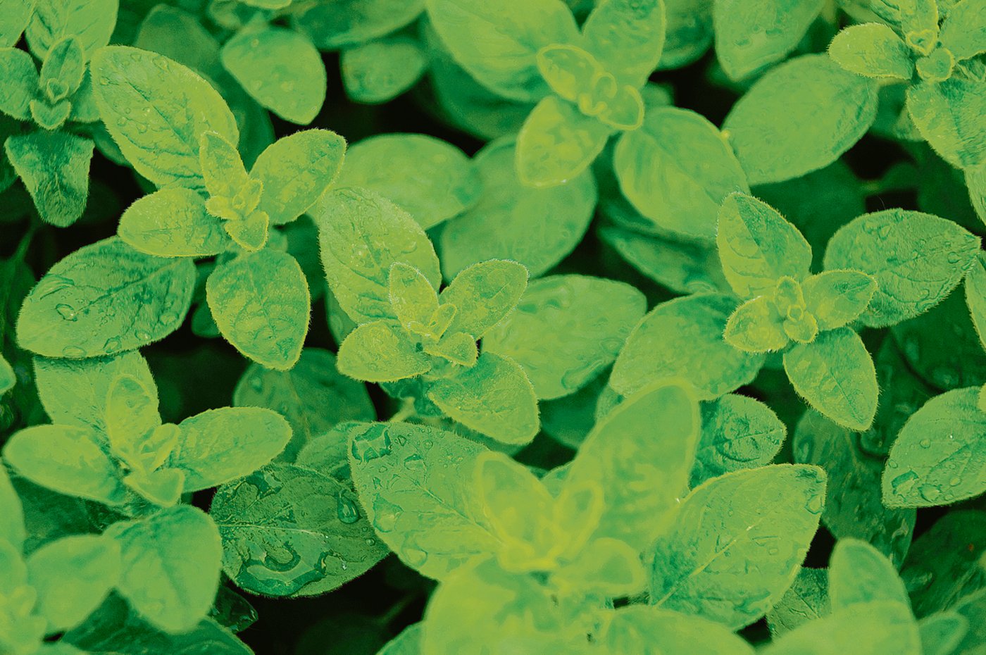 Oregano wird auch Echter Dost genannt.  Die Pflanze gehört zur Gattung Dost aus der Familie der Lippenblütler und wird als Gewürz- und Heilpflanze verwendet. (Bilder zVg)