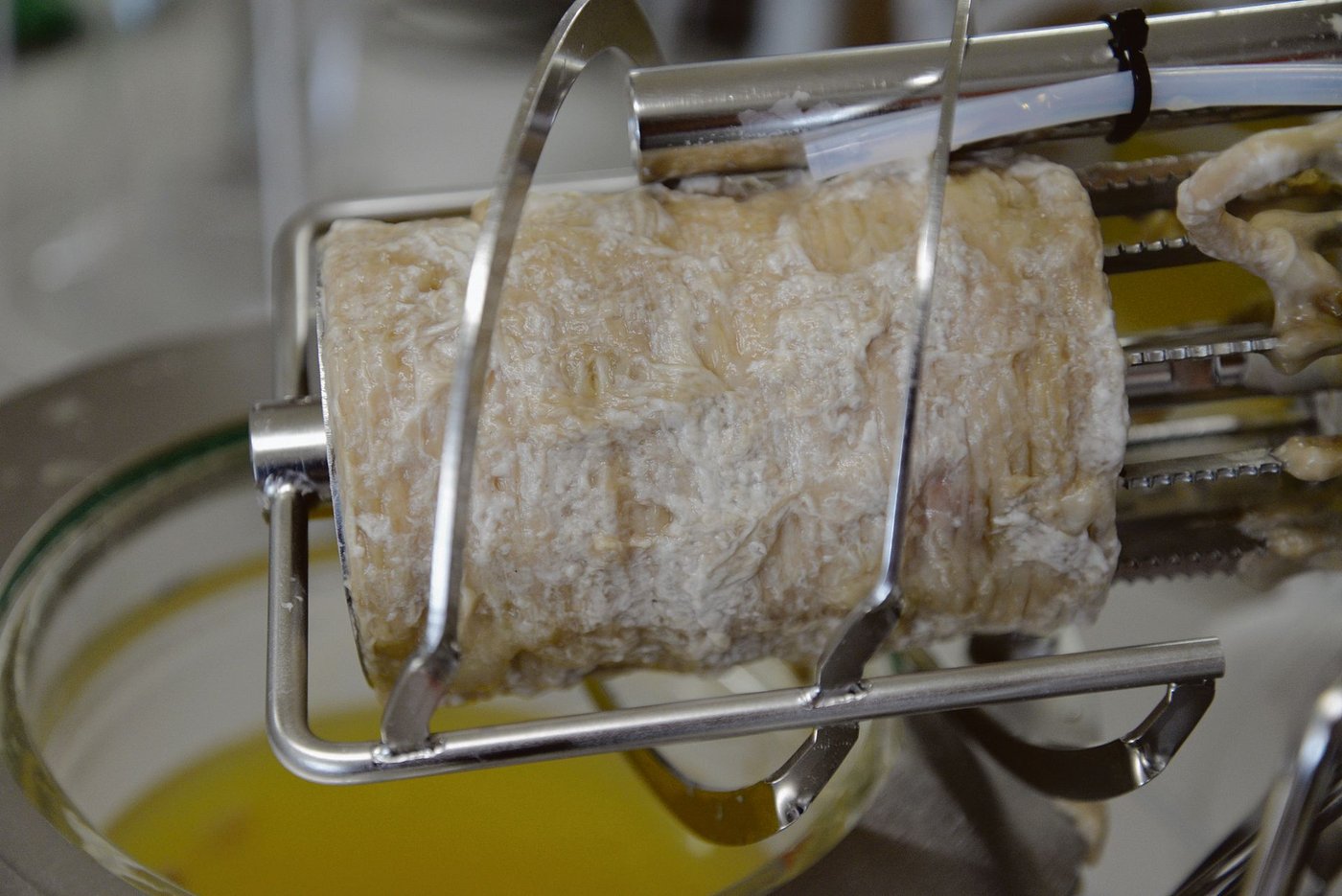 Ein pilzlicher Biofilm wächst auf der luftdurchlässigen Membran, die im Biofilmreaktor eingebaut ist.(Bild Michael Studer)