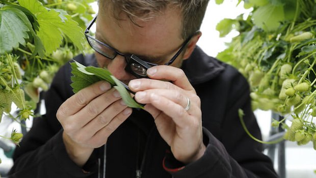 Mit einer Lupe prüft Matthias Müller den Spinnmilbenbefall seiner Erdbeerpflanzen. (Bilder lid/mg)