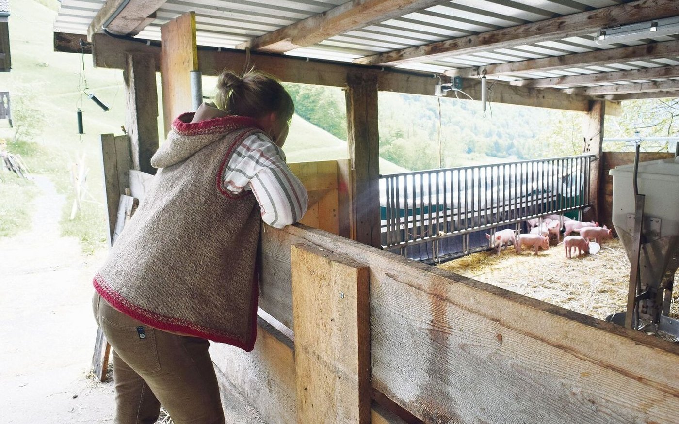Auch die Schweine, hier noch auf dem Heimbetrieb, kommen mit auf die Alp.