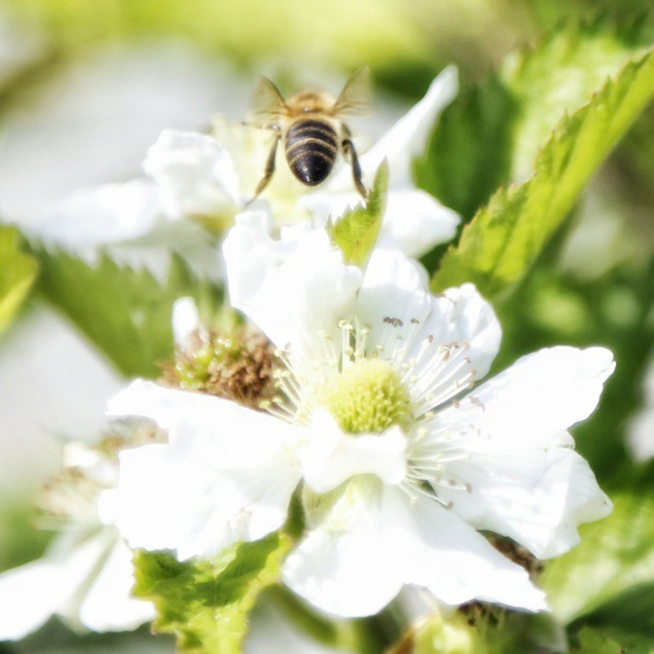 Hasel ist im Vorfrühling ein guter Pollenlieferant für Bienen. (Bild Pixabay)