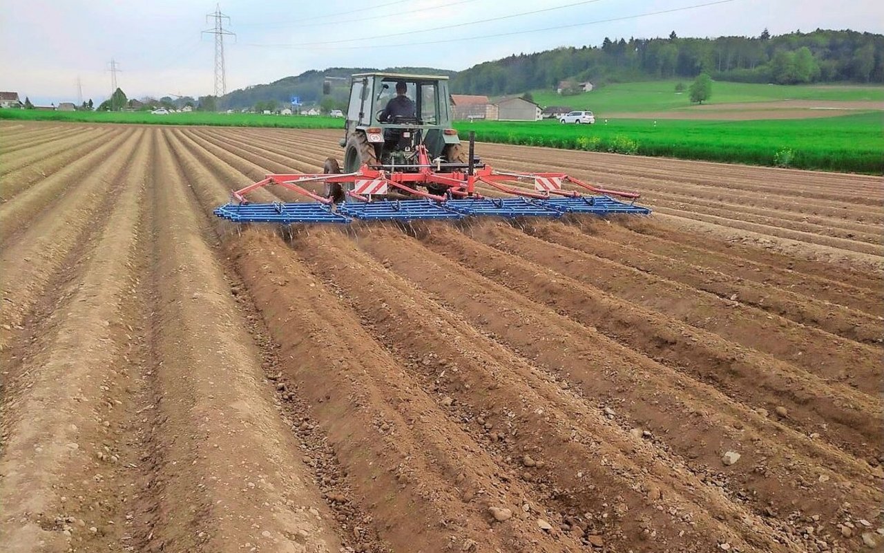 Die Kartoffeln blind zu striegeln, gilt als besonders effiziente Unkrautbekämpfung. Am besten werde sie mit einem Präzisionsstriegel durchgeführt, heisst es im Versuchsbericht des Forums Ackerbau.