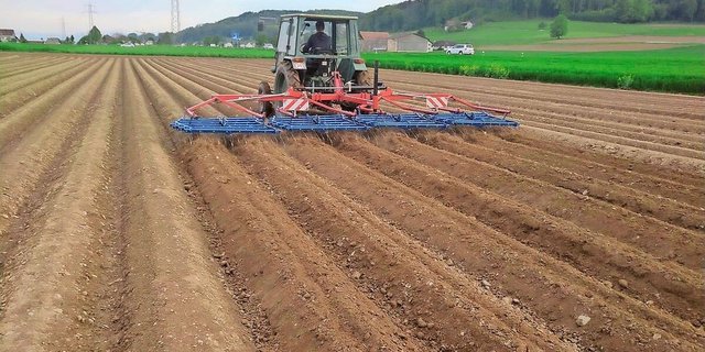 Die Kartoffeln blind zu striegeln, gilt als besonders effiziente Unkrautbekämpfung. Am besten werde sie mit einem Präzisionsstriegel durchgeführt, heisst es im Versuchsbericht des Forums Ackerbau.