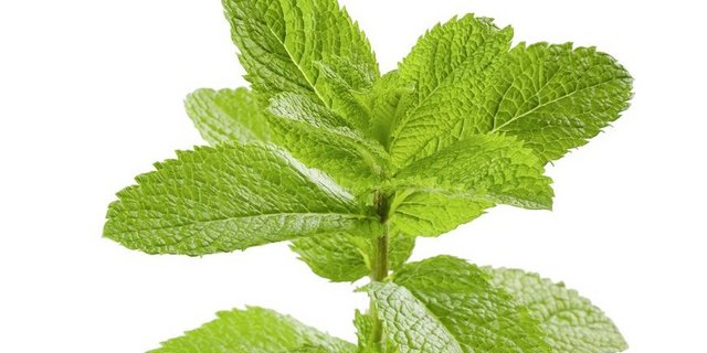 Pfefferminze kommt innerlich als Tee (appetitanregend und krampflösend) und äusserlich bei Muskel- und Nervenschmerzen sowie Insektenstichen, Juckreiz und Hautpilz zur Anwendung.