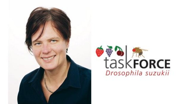 Dominique Mazzi ist die wissenschaftliche Projektleiterin der 2015 ge-gründeten Task Force Drosophila suzukii bei Agroscope. (Fotomontage jsc, Bild zVg)