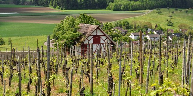 Weinberg in der Schweiz. (Symbolbild Pixabay)