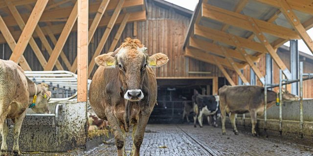 Egal, ob draussen oder drinnen: Im Stall von Irene und Martin Merz haben die Tiere sicheren Halt.