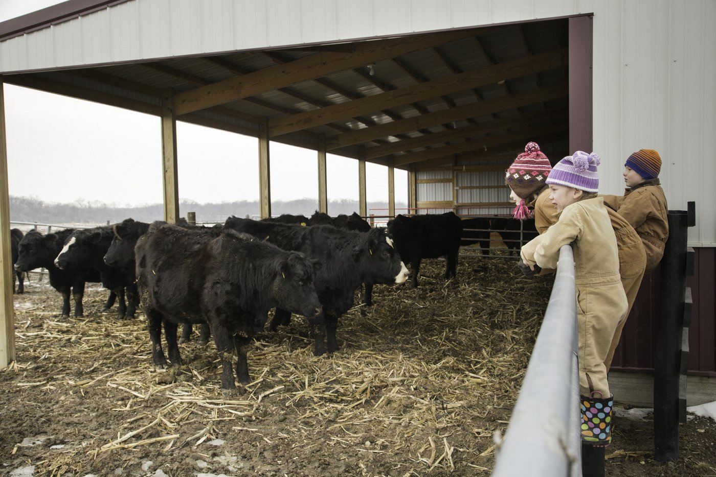 Die drei Kinder Caroline, Jenna und Nathan bei der Rinderherde. 