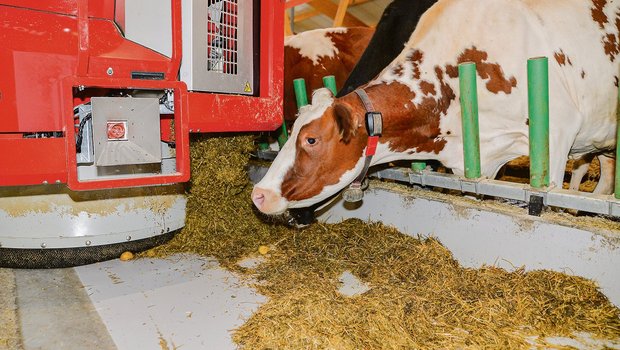 Mit einem Fütterungsroboter lassen sich mehr Fresszeiten einplanen. Davon profitieren besonders schwächere und jüngere Kühe.(Bild zVg)