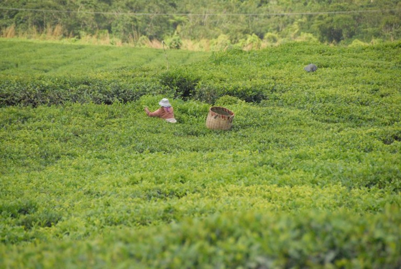 Auf 215 Hektaren wird Tee angebaut. Die Pflanzen werden etwa 50 cm hoch gehalten und in regelmässigen Abständen werden die jungen Blätter abgezupft und zu Schwarztee verarbeitet. (Bilder Hansjürg Jäger)