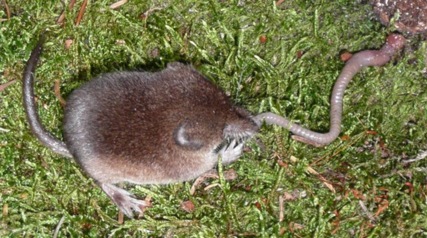 Eine Waldspitzmaus verspeist einen Regenwurm. (Bild Soricida)