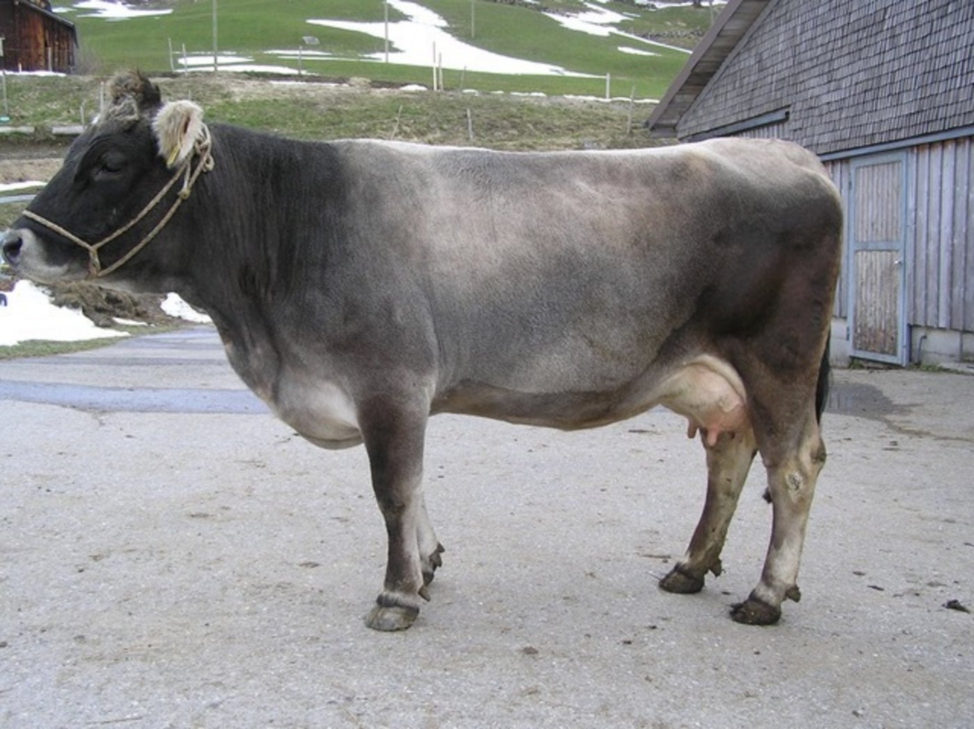 Milchkühe 2. Rang: Janin (Diokus/Doll), Aktuell in der 2. Laktation, Besitzer: Paul Vetsch, Gams SG