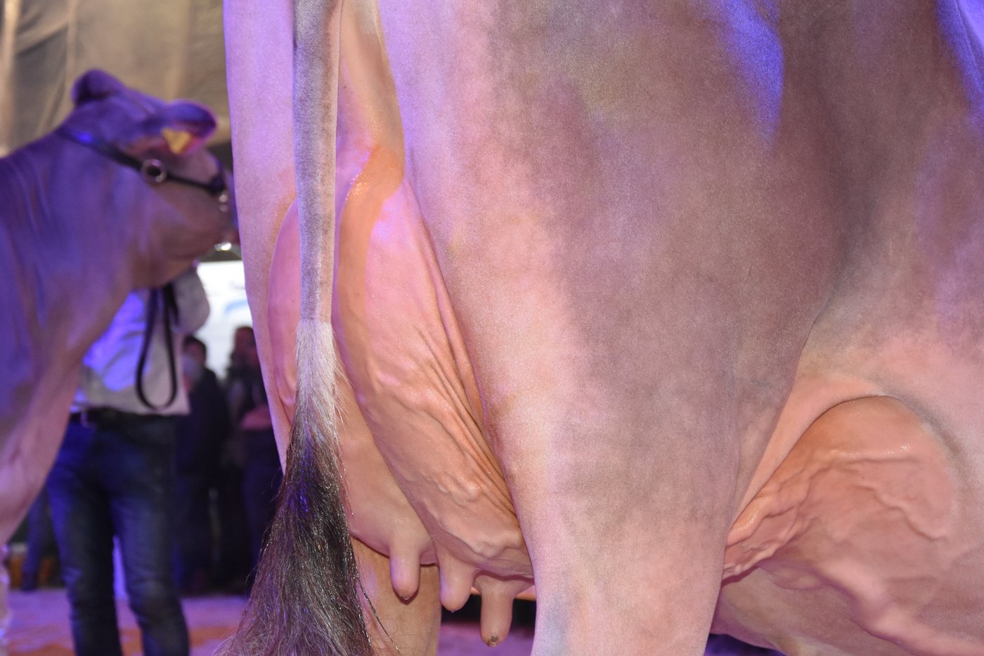 Junior Schöneuter BS, Furrer BS Calvin Calvanda von Beni Schmid, Schüpfheim.