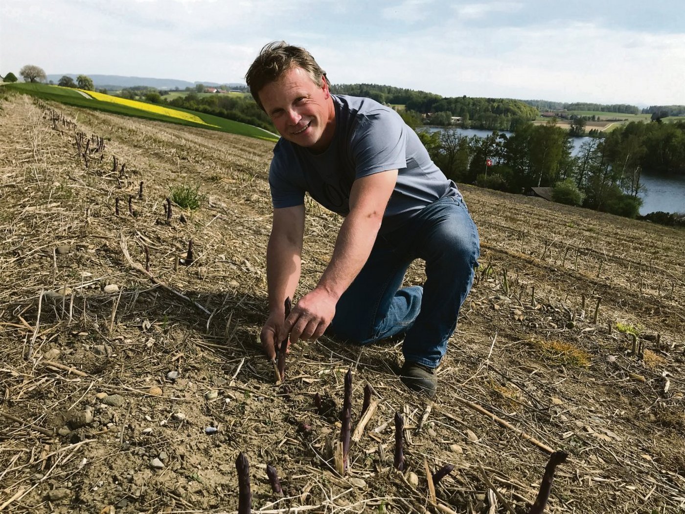 Seit 2011 baut Beat Striegl auf 1,5 Hektaren über dem Hüttwilersee violette und grüne Spargeln an. Vermarktet werden sie via Landi Hüttwilen an Grossverteiler. (Bilder Alexandra Stückelberger)
