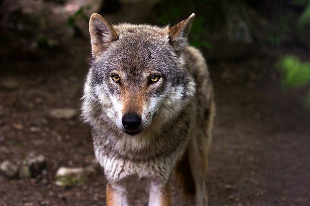 zum Schutz von Wild- und Nutztieren im Kanton Bern fordert den Abschuss von Wolf M76. (Symbolbild pixabay)