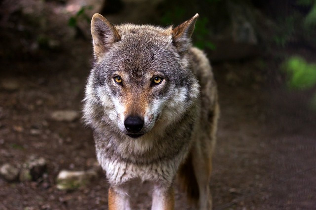 zum Schutz von Wild- und Nutztieren im Kanton Bern fordert den Abschuss von Wolf M76. (Symbolbild pixabay)