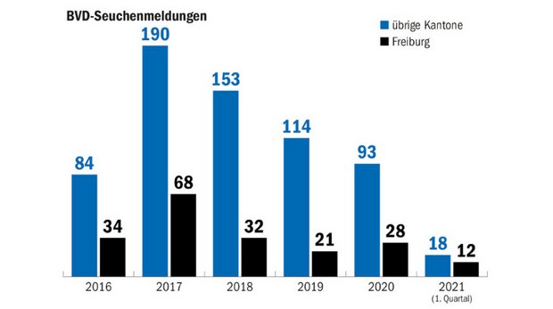 Seit 2017 haben die BVD-Seuchenmeldungen in der Schweiz deutlich abgenommen. Mit den meisten Fällen kämpft nach wie vor der Kanton Freiburg. (Grafik Matthieu Induni/Quelle BLV)
