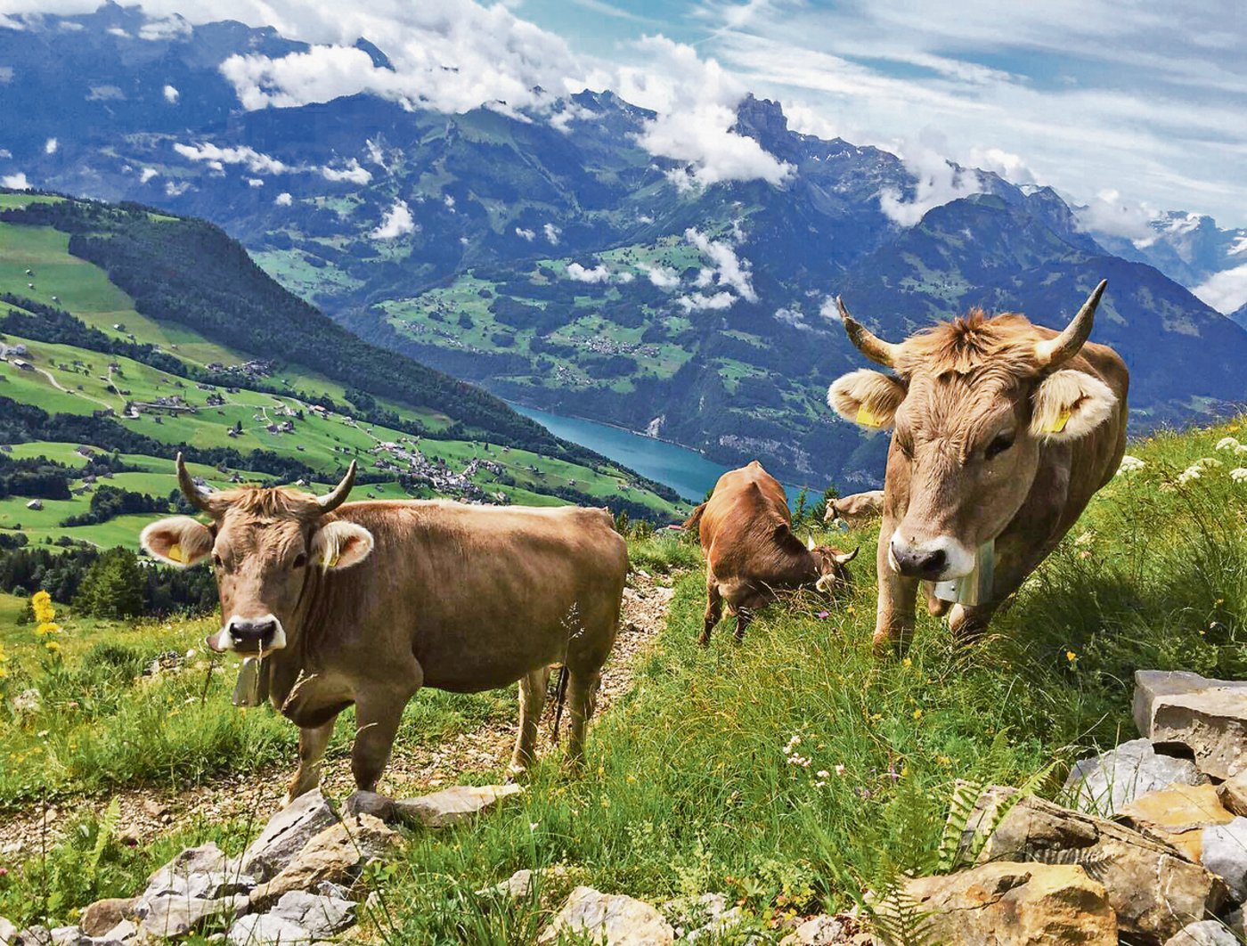 Gmür hat die Herde von Brown Swiss auf Original Braune umgestellt.  Die Alpweiden gehen hoch bis zu den Lawinenverbauungen. (Bild zVg)