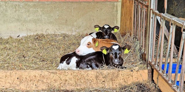 Es ist wieder so weit: Tränkekälber aus Milchrassen sind nicht mehr gefragt. Unter anderem sind fehlende Mastplätze ein Grund. 
