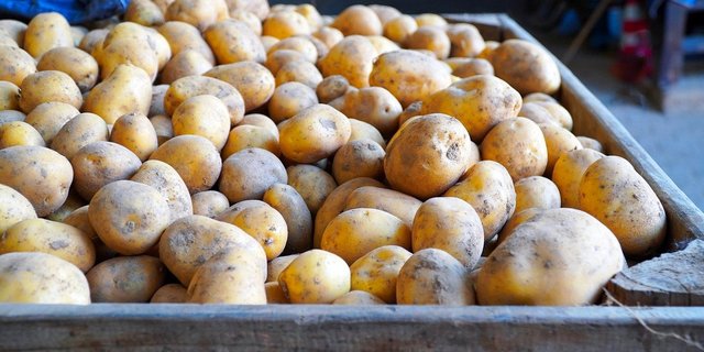 Die grosse Menge an Frühkartoffeln konnte dank des Mehrbedarfs diesen Frühling und Sommer gut vermarktet werden. (Bild pixabay)