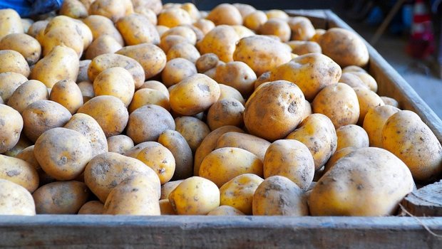 Die grosse Menge an Frühkartoffeln konnte dank des Mehrbedarfs diesen Frühling und Sommer gut vermarktet werden. (Bild pixabay)