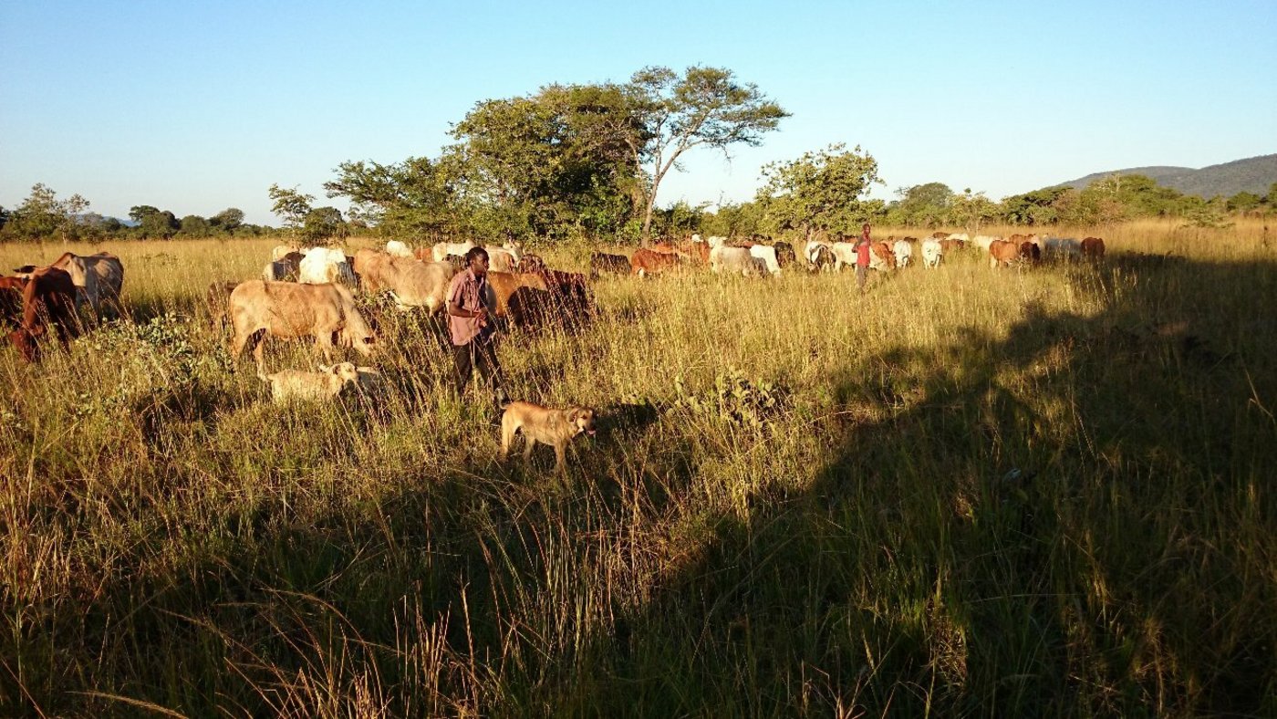 Buschland in der Feuchtsavanne Sambias. Anstatt das alte Gras abzubrennen, fördert das „Chongwe Green Village Project“ die Viehwirtschaft und die Futterkonservierung. Damit soll auch der Bodenerosion und -degradierung entgegengewirkt werden, zu denen die Buschfeuer beitragen. Gründe für das absichtliche Entfachen der schädlichen Buschfeuer sind: Vegetationskontrolle, Feuerschutzstreifen um Häuser und Gärten, Feldvorbereitung für Ackerbau und Sichtverbesserung bei der Jagd.