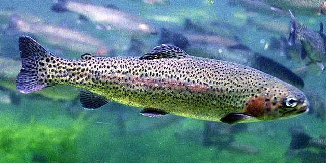 Die Kiemenzellen entnehmen die Forscher einer Regenbogenforelle. (Bild Engbretson, Eric / U.S. Fish and Wildlife Service - This image originates from the National Digital Library of the United States Fish and Wildlife Serviceat this pageDiese Markierung zeigt nicht den Urheberrechts-Status des anhängenden Werks an. Es ist in jedem Falle zusätzlich eine normale Lizenz-Vorlage erforderlich. Siehe Commons:Lizenzen für weitere Informationen.See Category:Images from the United States Fish and Wil