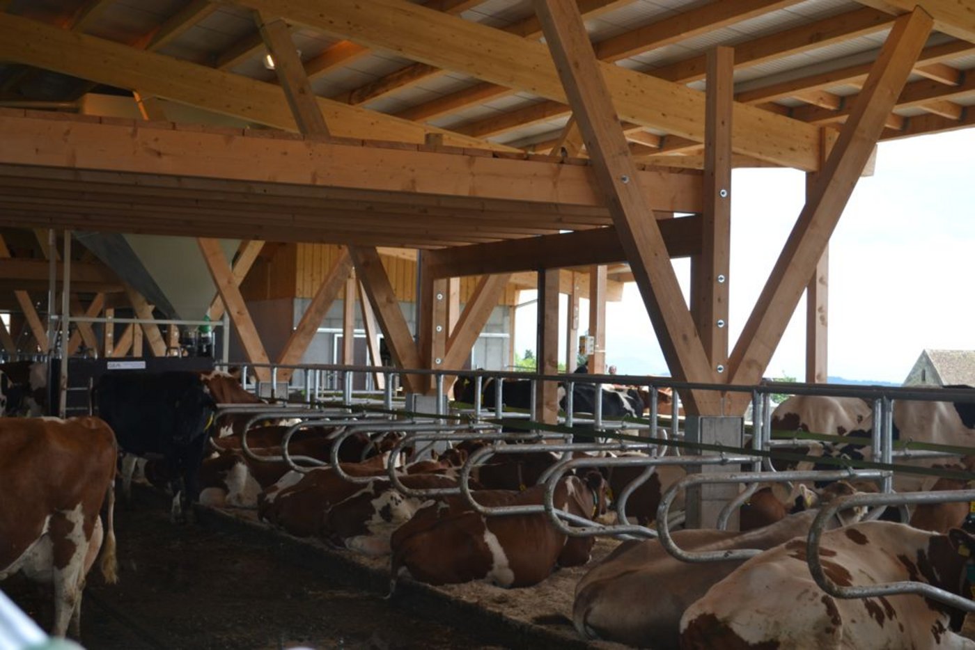 Die Kühe schätzen die grossräumigen Boxen. Die Südseite des Stalls soll offen bleiben. (Bilder: Peter Fankhauser)