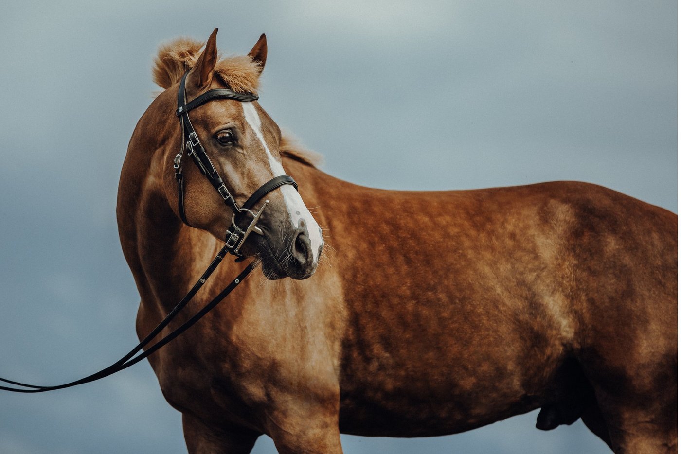 Die Freibergerpferde werden heuer am National FM keinen Sporteinsatz bestreiten können. (Bild Helene Marti)