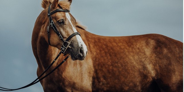 Die Freibergerpferde werden heuer am National FM keinen Sporteinsatz bestreiten können. (Bild Helene Marti)