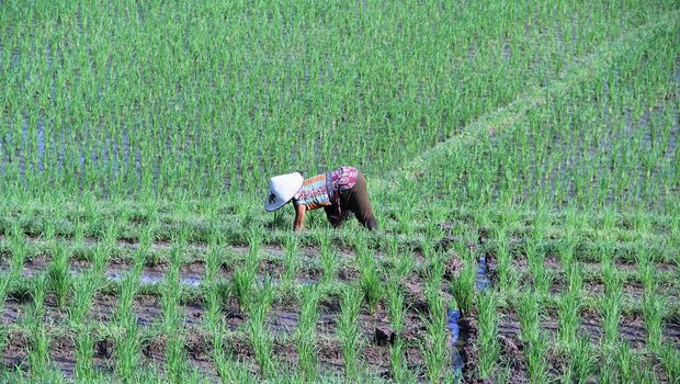 Nur ein kleiner Teil der Importe aus Indonesien seien Agrar- oder forstwirtschaftliche Produkte. Im Gegensatz zu den Pflanzenschutz-Initiativen sei das Freihandelsabkommen daher keine Bedrohung für die Schweizer Landwirtschaft – aber eine Chance für das inländische Gewerbe. (Bild cp1983 /Pixabay)
