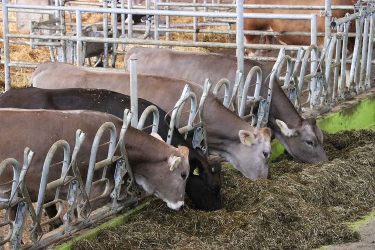 Wie Kühe gefüttert werden, hat einen Einfluss auf den Nährstfoffanfall und sollte daher bei der Beurteilung von Nährstoffflüssen berücksichtigt werden. (Bild BauZ)
