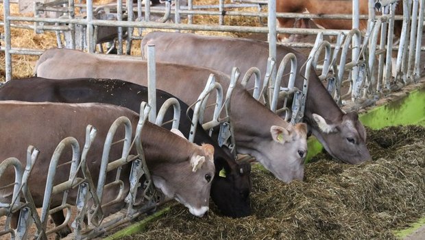 Wie Kühe gefüttert werden, hat einen Einfluss auf den Nährstfoffanfall und sollte daher bei der Beurteilung von Nährstoffflüssen berücksichtigt werden. (Bild BauZ)