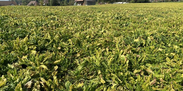 Im vergangenen Jahr führte die Viröse Vergilbung, die durch Blattläuse übertragen wird, zu Ernteeinbussen bis zu 50 Prozent. (Bild ke)