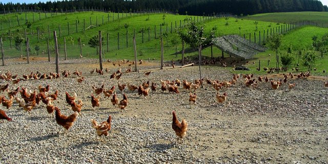 Der Grossverteiler Coop testet seit März das Zweinutzungshuhn. (Bild: BauZ)