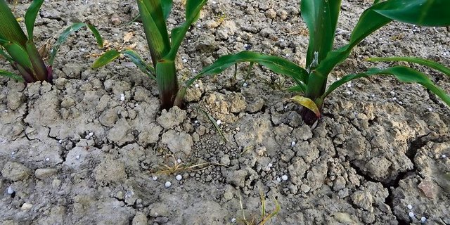 Harnstoffdüngung im Mais: Ein Stickstoffverlust durch Ammoniakverflüchtigung ist hier absehbar. (Bild Chrirstof Lüthi)