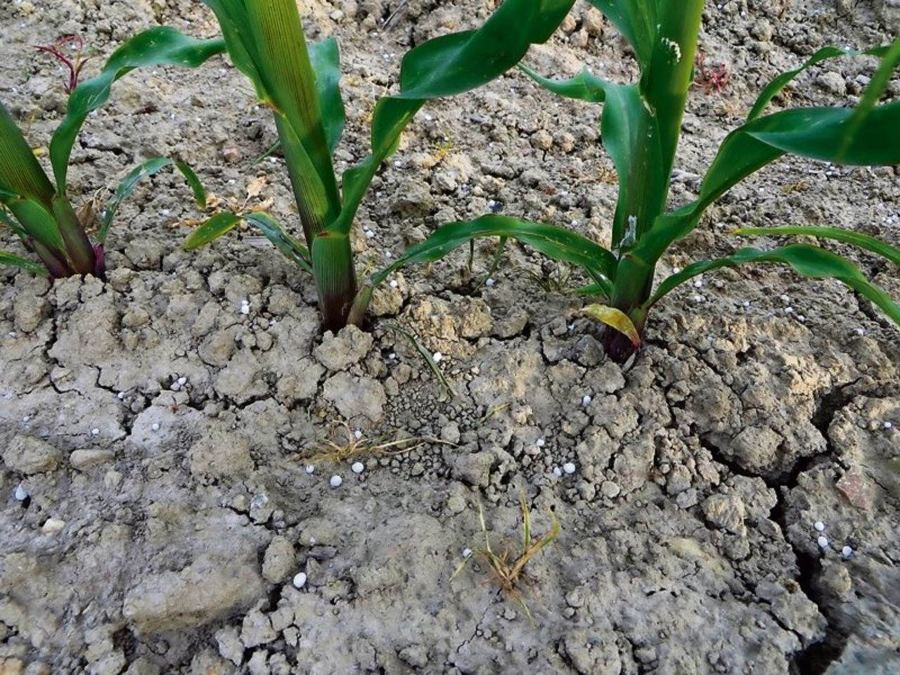 Harnstoffdüngung im Mais: Ein Stickstoffverlust durch Ammoniakverflüchtigung ist hier absehbar. (Bild Chrirstof Lüthi)