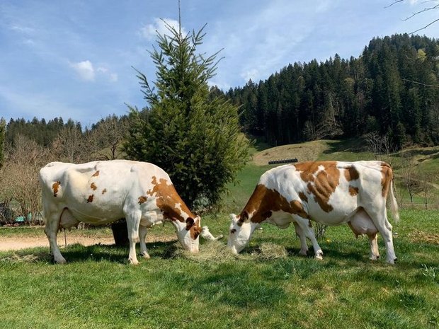 Zur grossen Mehrheit gehören sie nicht – aber es gibt sie, die alten Kühe: Luzia und Lotti wurden 15 Jahre alt. (Bild lid/rh)