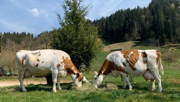 Zur grossen Mehrheit gehören sie nicht – aber es gibt sie, die alten Kühe: Luzia und Lotti wurden 15 Jahre alt. (Bild lid/rh)