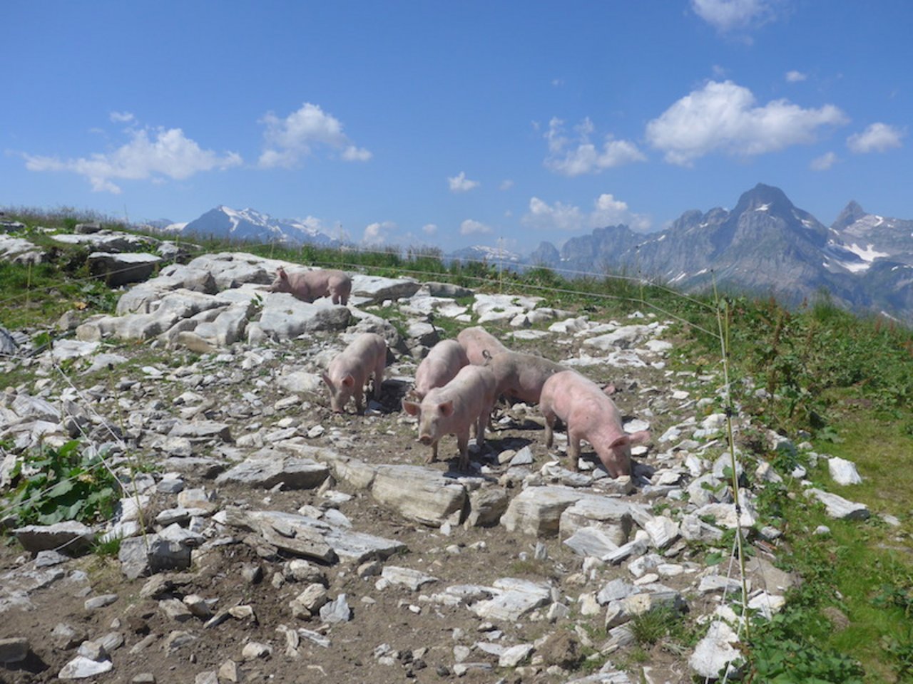 Alpschweine mit Aussicht.